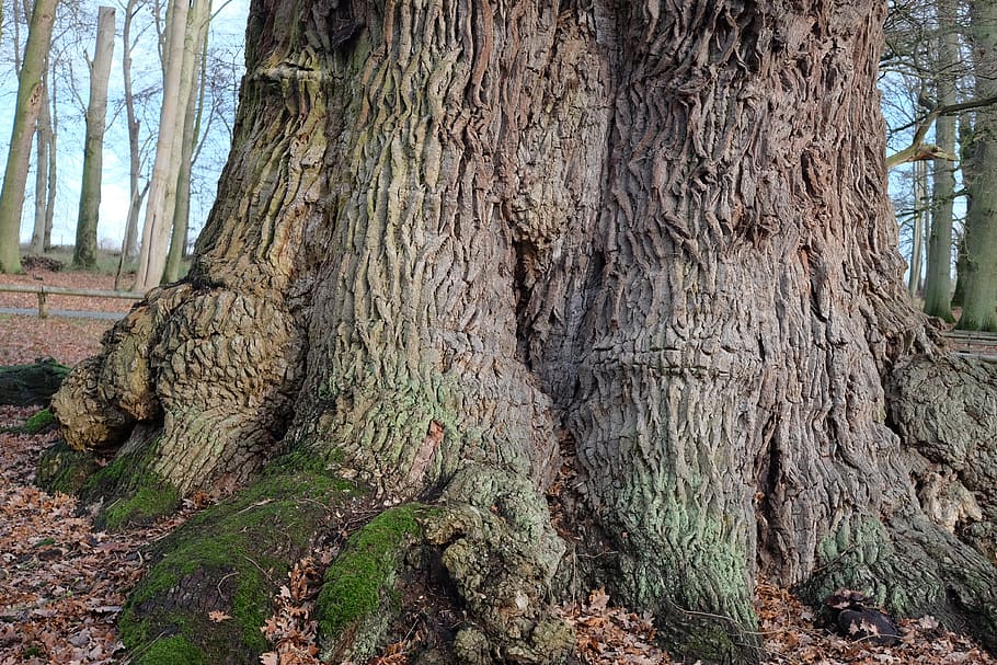 tree, old, miracle, nature, forest, environment, trunk, tree trunk HD wallpaper