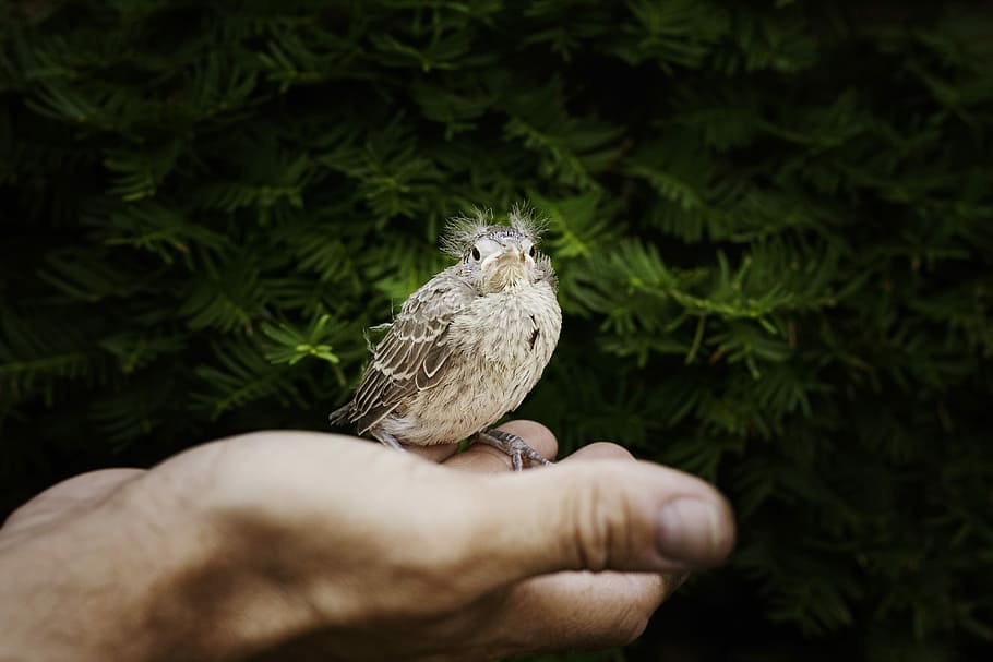 small bird on man's right fingers at daytime, birds, black, branches, HD wallpaper