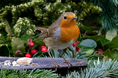 close up photography of orange and white bird, American Robin HD wallpaper