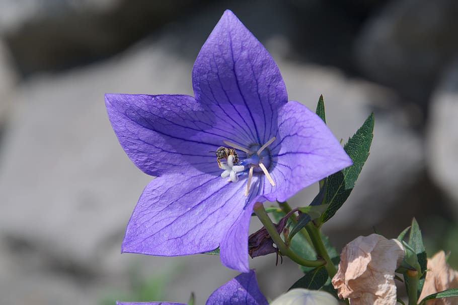 Blossom, Bloom, Purple, Bee, Flower, nature, plant, close-up HD wallpaper