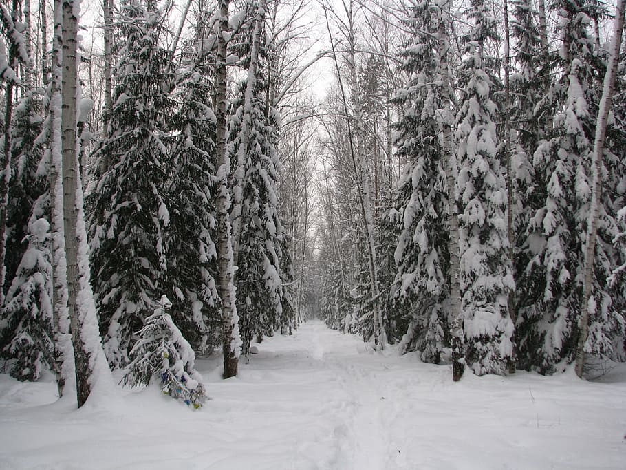 winter, forest, trail, walking, winter forest, snow, landscape HD wallpaper
