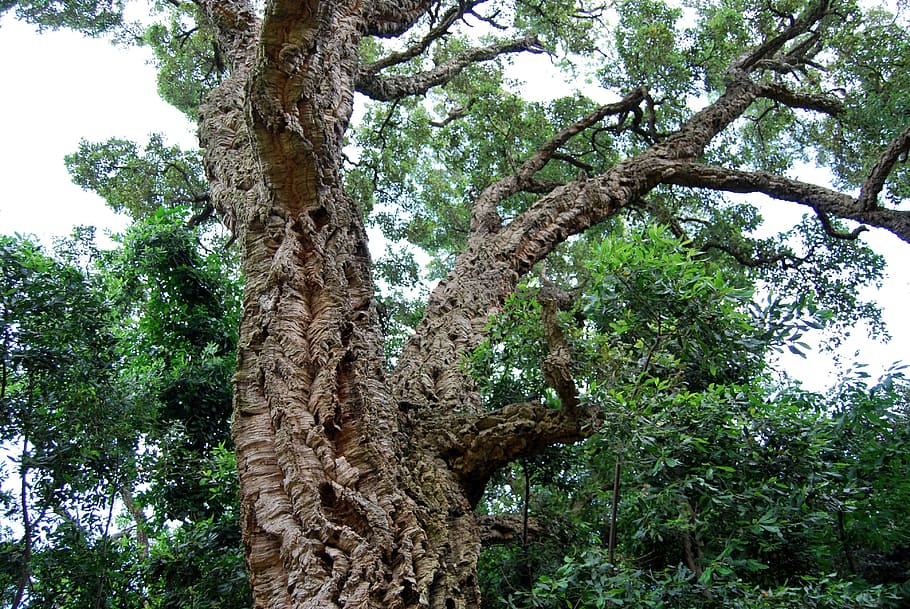 cork, cork oak, tree, plant, tree trunk, growth, low angle view HD wallpaper