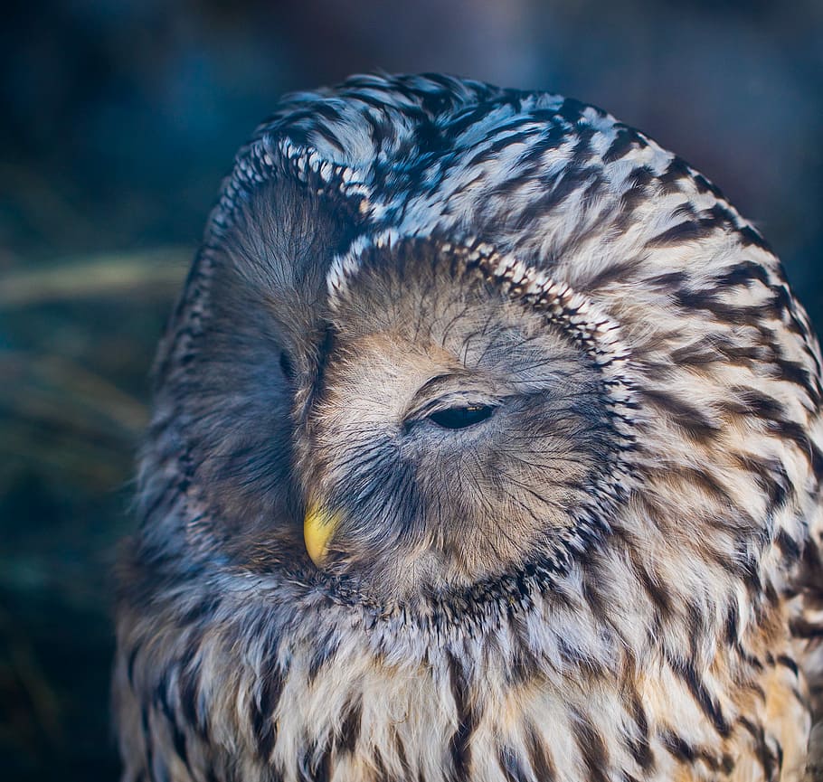 white and brown owl closeup photography, white brown, and black owl HD wallpaper