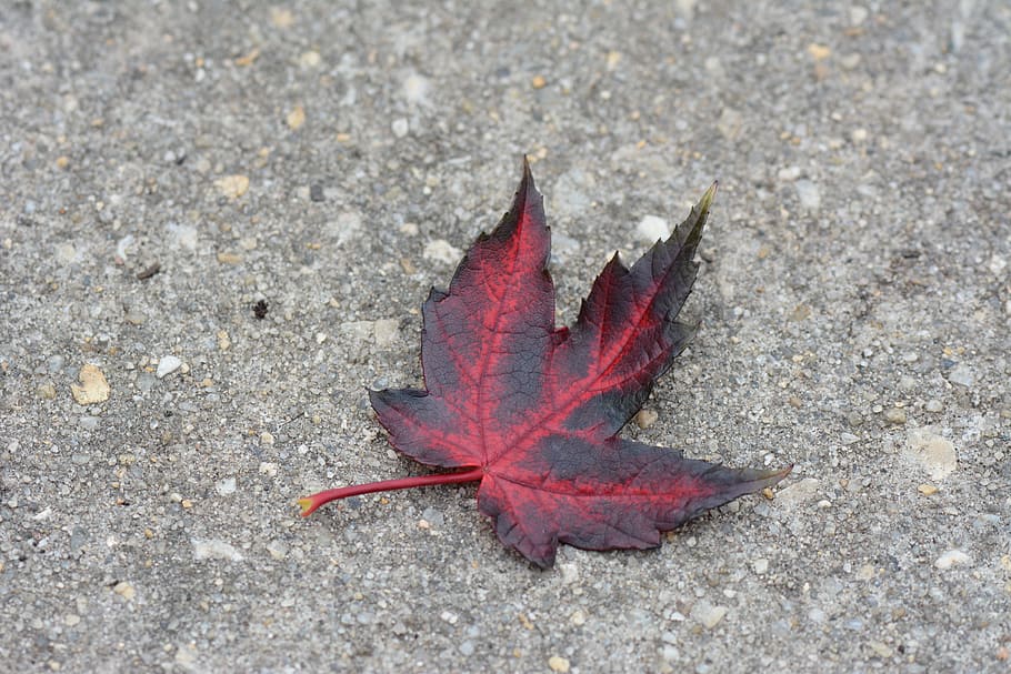 leaf, red, concrete, plant part, change, nature, no people HD wallpaper