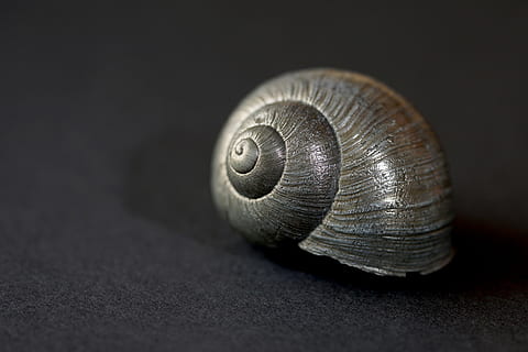nature, form, spiral, snail shell, black and white, mollusk HD wallpaper