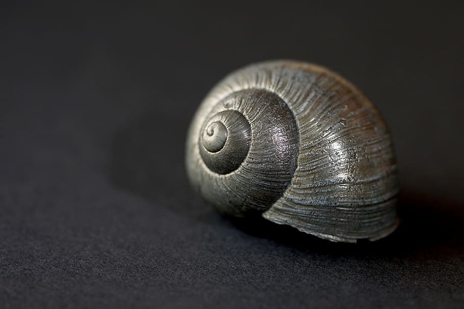 nature, form, spiral, snail shell, black and white, mollusk, HD wallpaper