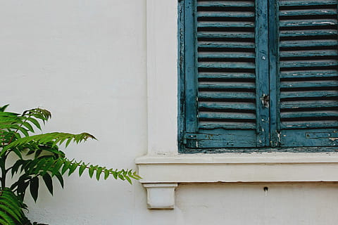green leafed plants beside blue wooden window, closed teal wooden window with green plants HD wallpaper