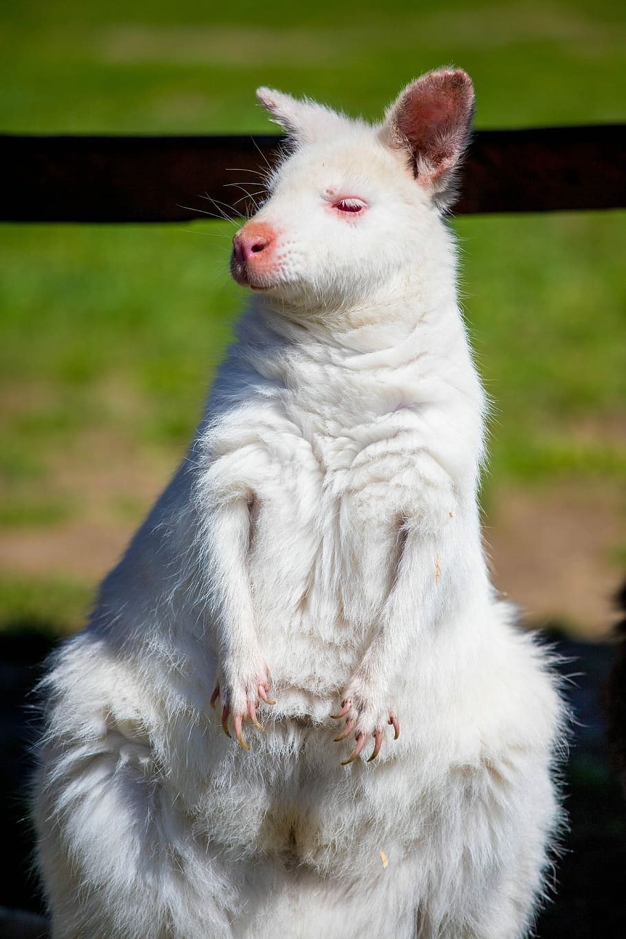 kangaroo, white kangaroo, animal themes, mammal, one animal HD wallpaper