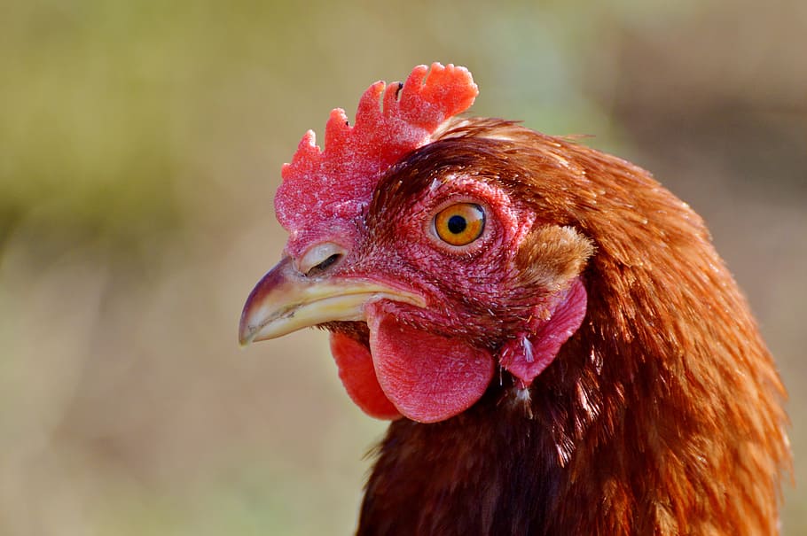 chicken, hen, poultry, range, livestock, farm, bird, chickens HD wallpaper