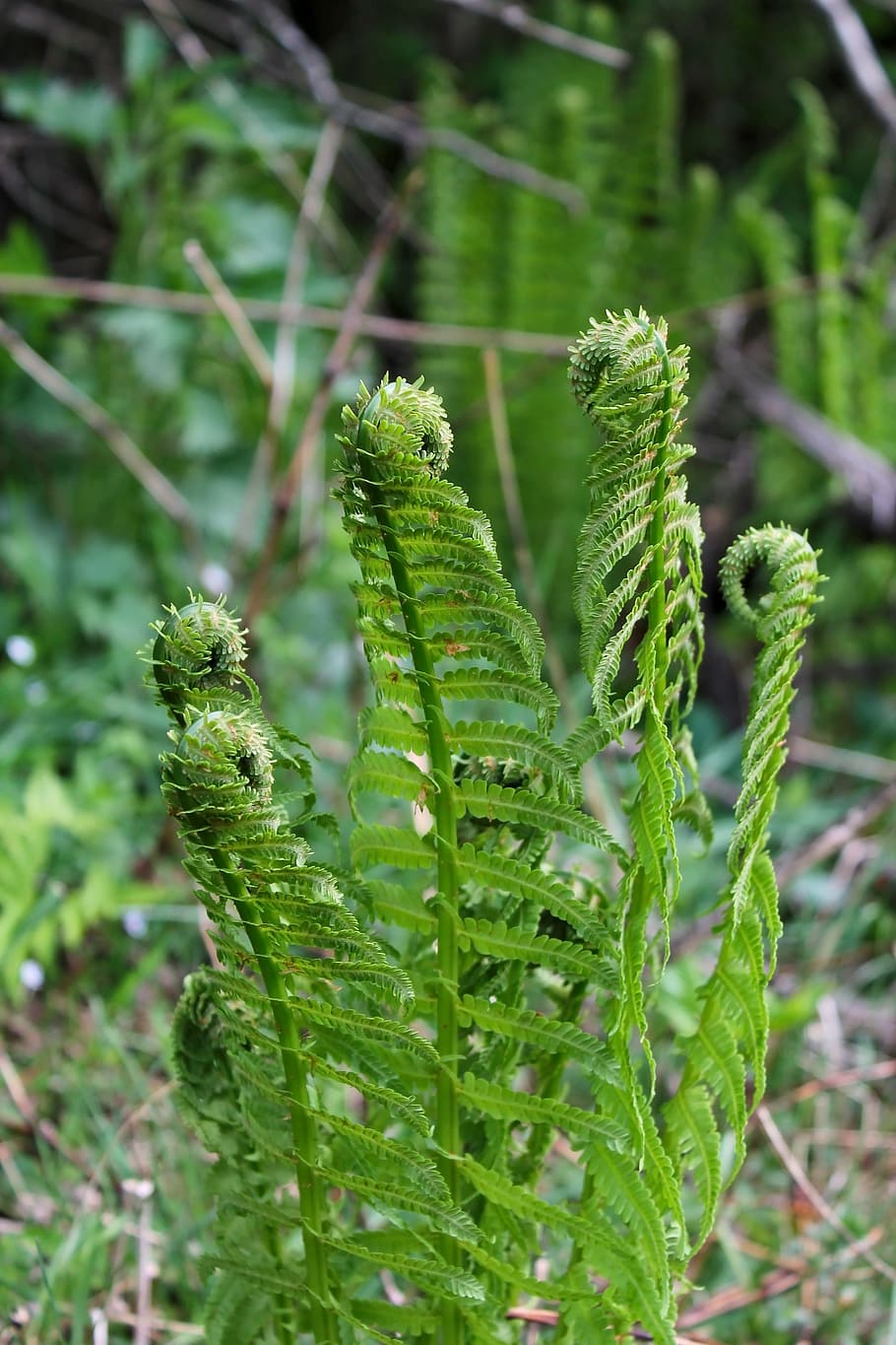 nature, fern, spring, green color, plant, growth, beauty in nature HD wallpaper