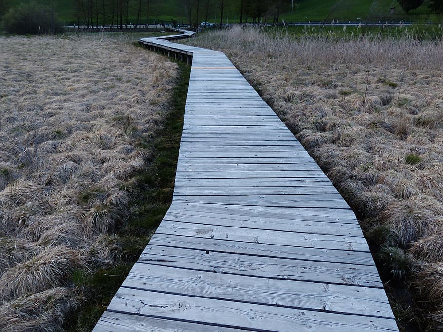 Web, Boardwalk, Moor, Swamp, Moorland, nature conservation HD wallpaper