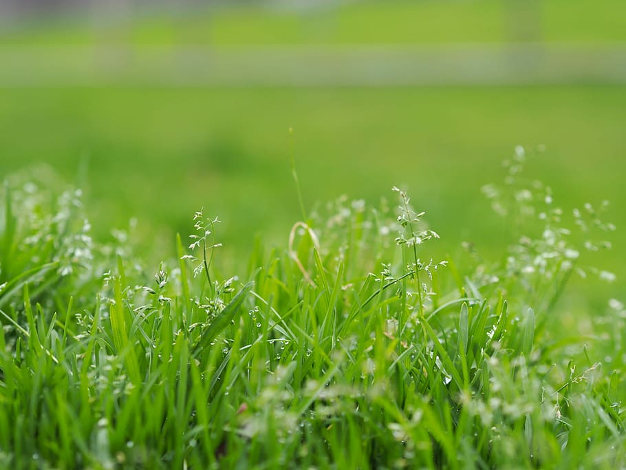 Wet grass, selective focus photo of green grassfield, summer HD wallpaper