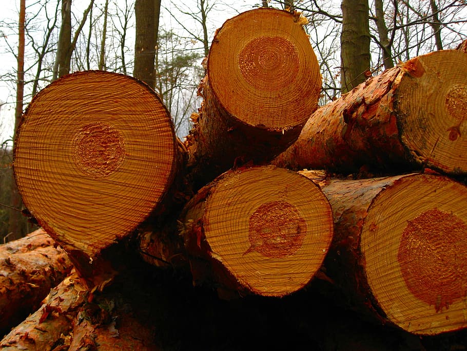 tree, log, forest, nature, tribe, wood, annual rings, texture, HD wallpaper