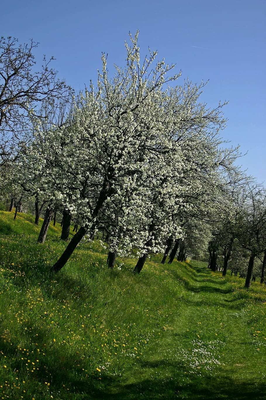 orchard, tree, blossom, bloom, white, fruit, spring, sky, blue HD wallpaper