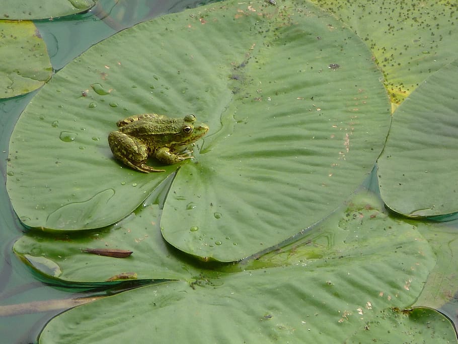 water lily, pond, frog, green color, plant part, leaf, growth HD wallpaper