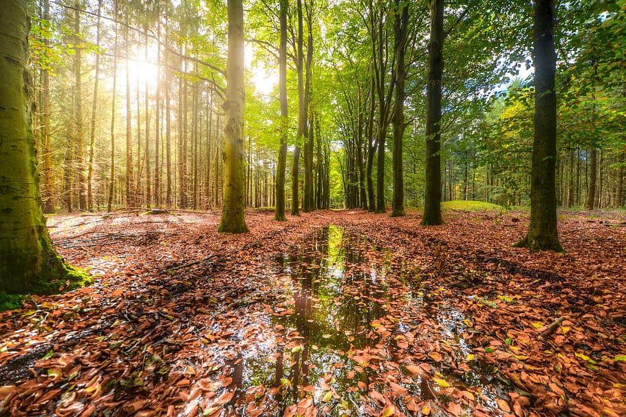 landscape photo of brown leaves on body of water under green leafed trees HD wallpaper