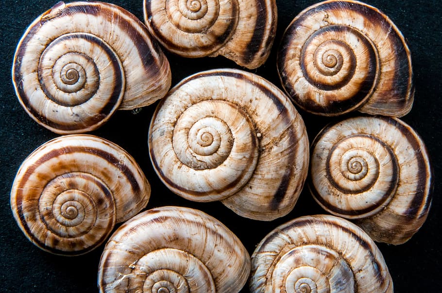 snail shells, snails, spiral, brown, structure, animal wildlife HD wallpaper