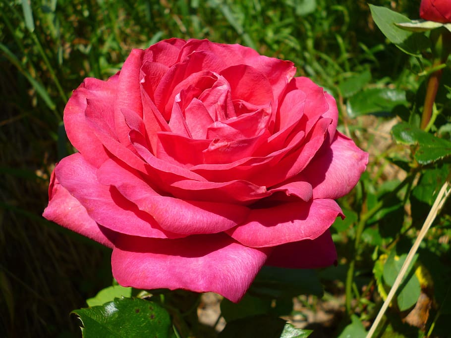pink, flower, macro, garden, pink flowers, love, flowering plant HD wallpaper