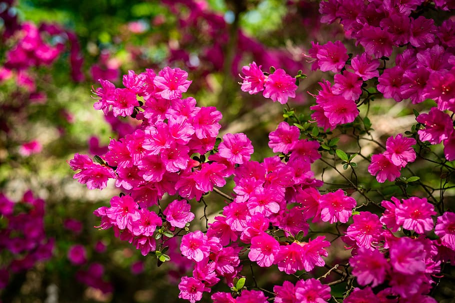azalea, flower, garden, spring, flowering plant, pink color HD wallpaper