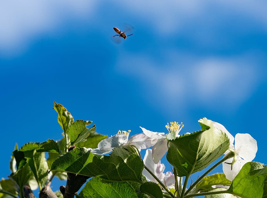 bee, blossom, bloom, nosedive, sprinkle, apple blossom, nature HD wallpaper