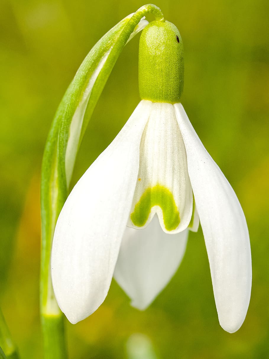 macro shot of green and white flower, snowdrop, blossom, bloom HD wallpaper