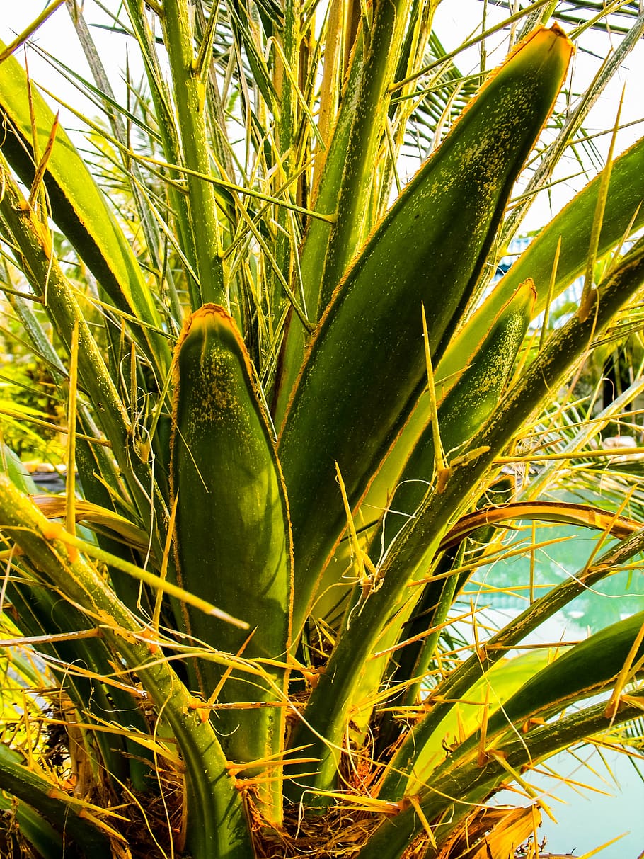 palm, spur, close, nature, plant, growth, agriculture, green Color HD wallpaper