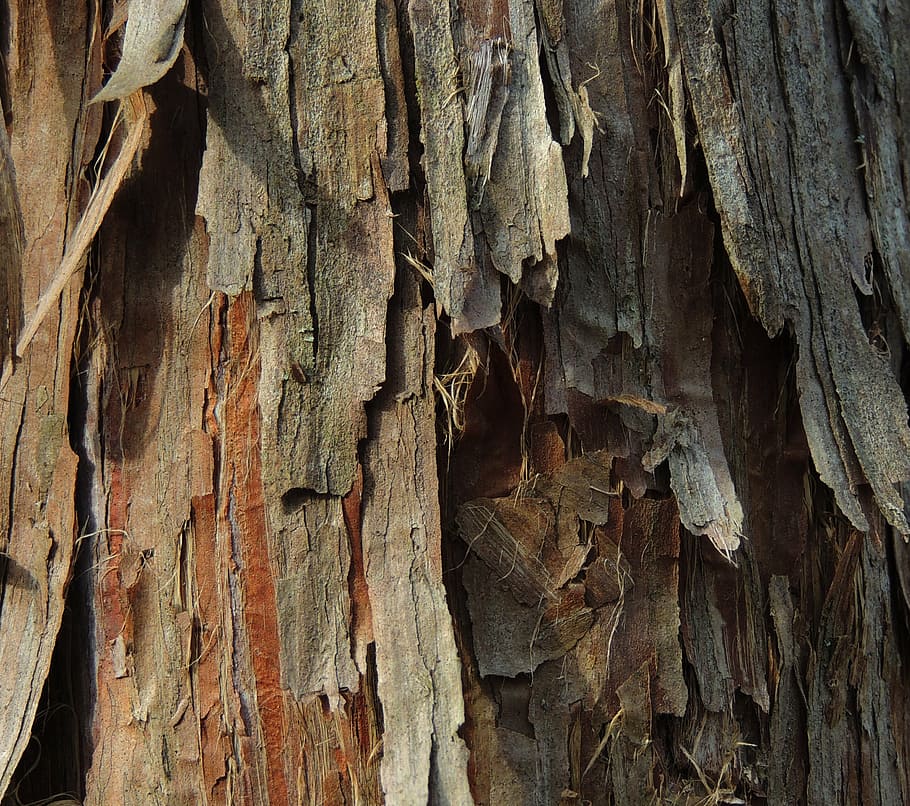 Hd Wallpaper: Cedar, Background, Bark, Tree, Organic, Agriculture 