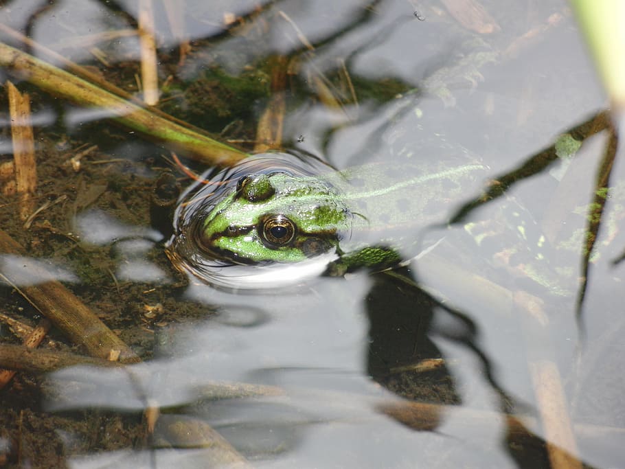 Frog, Water, Waters, Creature, Animal, animal world, lake, nature HD wallpaper
