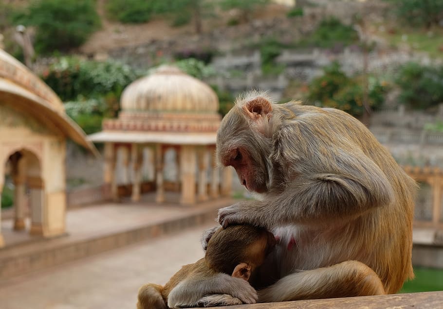 Monkeys, Temple, India, animal themes, day, animals in the wild HD wallpaper