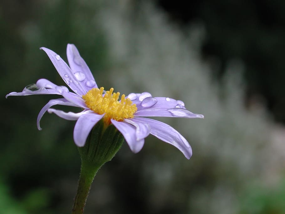 Celestis, Flower, agatea celestis, rain, petal, fragility, nature HD wallpaper