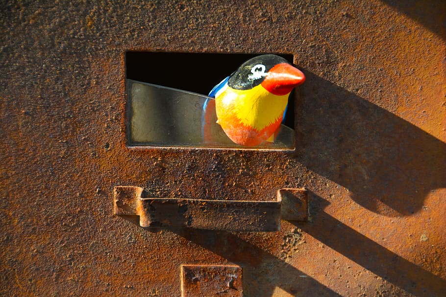 rust, letterbox, bird, old, mailbox, post, metal, postal, postbox HD wallpaper