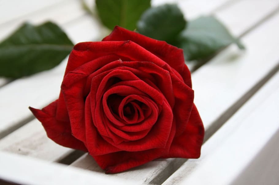 closeup photography of red rose on white wooden surface, flower HD wallpaper