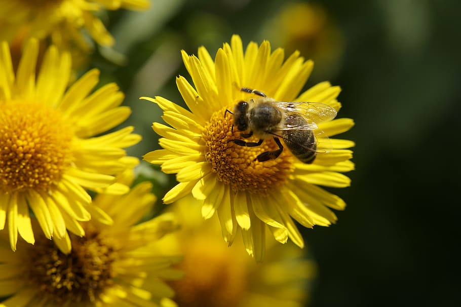 bee, nectar, pollen, pollination, collect pollen, flower, summer HD wallpaper