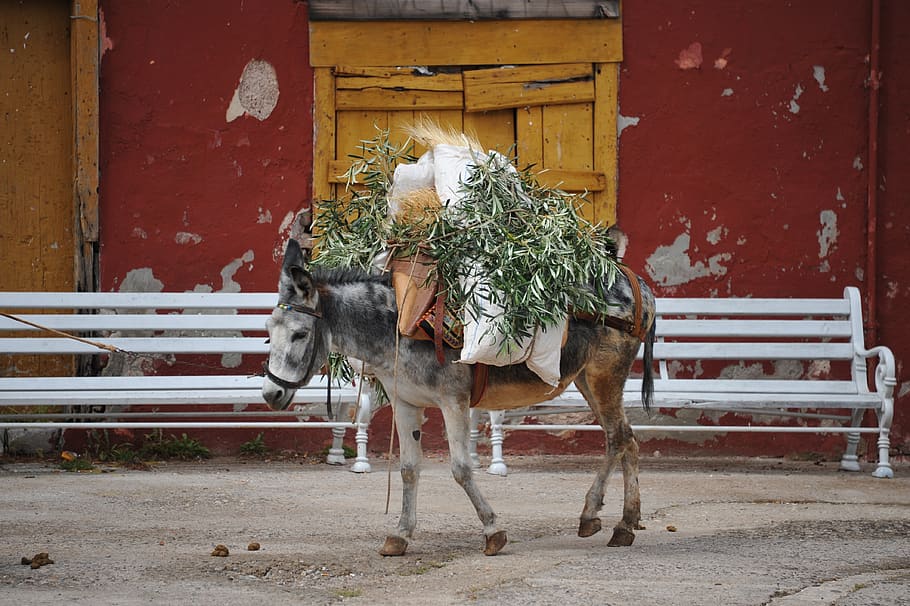 donkey, greece, mammal, animal themes, domestic animals, livestock HD wallpaper