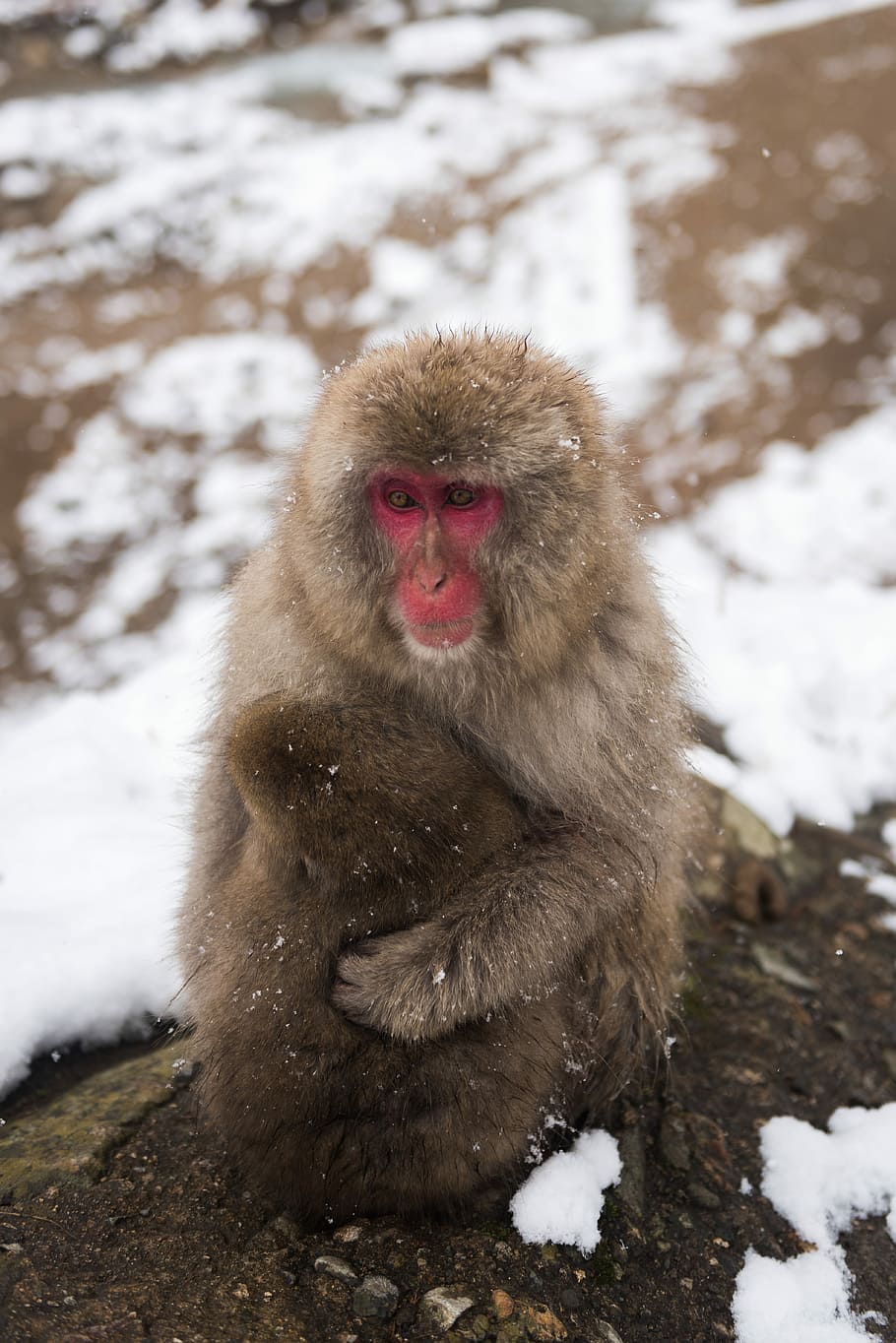 brown monkey on gray stone, brown and red baboon during daytime HD wallpaper