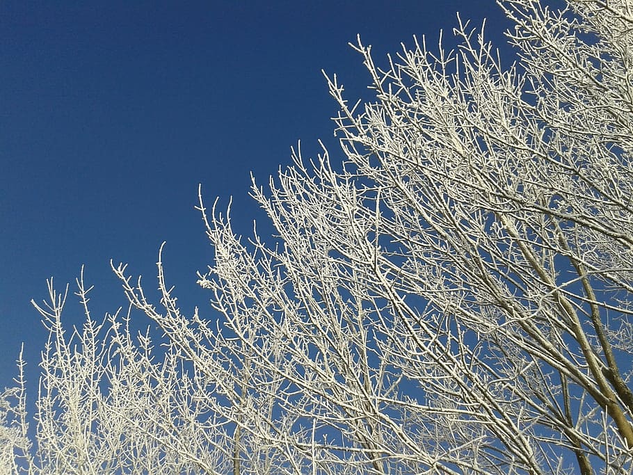 winter, sun, snow, nature, trees, sky, blue, mood, sky blue HD wallpaper