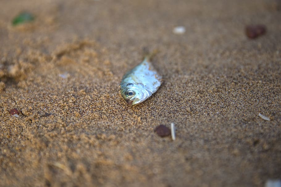 fish, silver, food, beach, water, beached, catch, sea, wildlife HD wallpaper