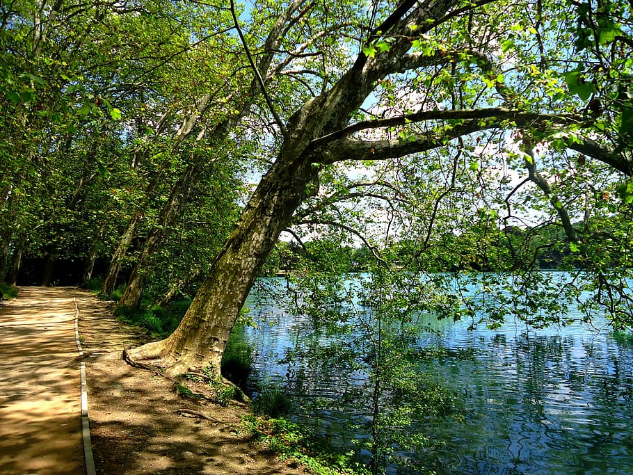 tree, water, lake, nature, based, plant, growth, forest, beauty in nature HD wallpaper