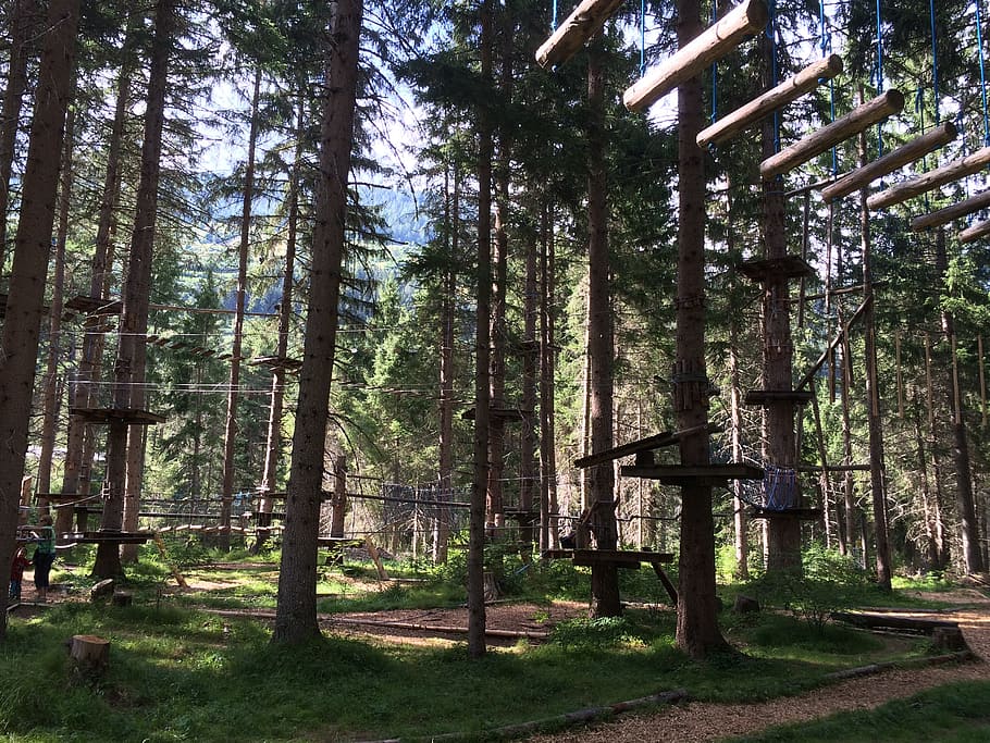 engadin, scuol, rope park, tree, forest, plant, land, trunk HD wallpaper