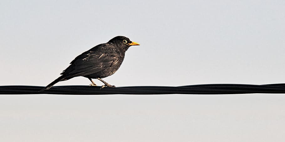 brown and black sparrow perched on black cable, kos, bird, black bird HD wallpaper