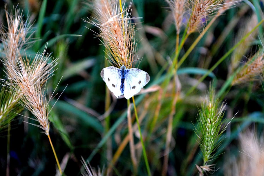 butterfly, white, grass, insecta, plant, growth, close-up, nature HD wallpaper