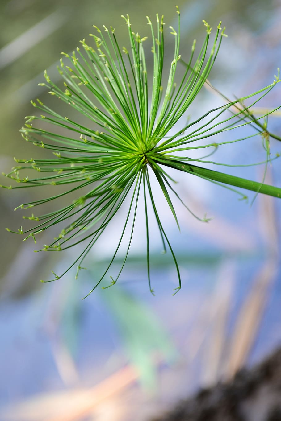 close-up, macro, green flower, foliage, water, pond, lake, water plants