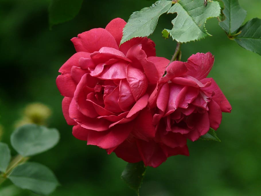 Shrub, Rose, Red, Red, Rose, Flower, shrub rose, flowers, fragrance