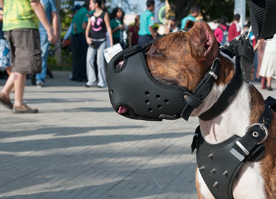 dog, canine, muzzle, stud collar, animal, mammal, sitting, domestic animals HD wallpaper