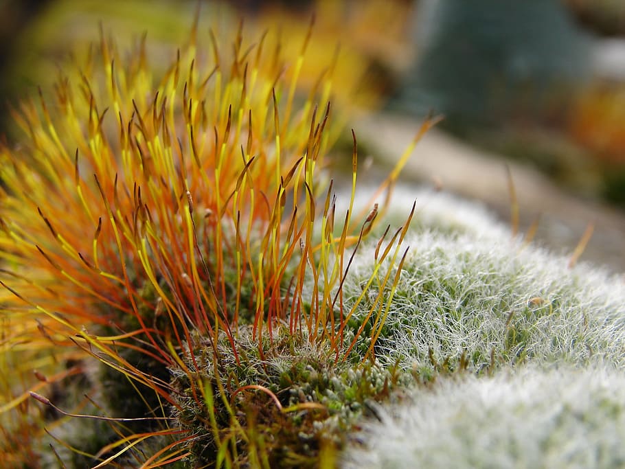 moss, macro, yellow, grey, nature, wall, plant, growth, grass HD wallpaper