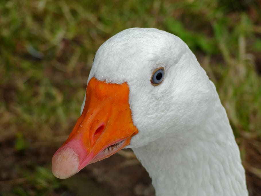 goose, head, bill, bird, closeups, goose beak, orange, animal themes HD wallpaper