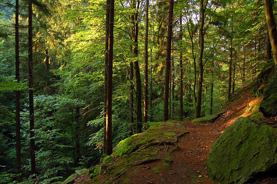 forest, sun, green, nature, thuringia germany, trees, light HD wallpaper