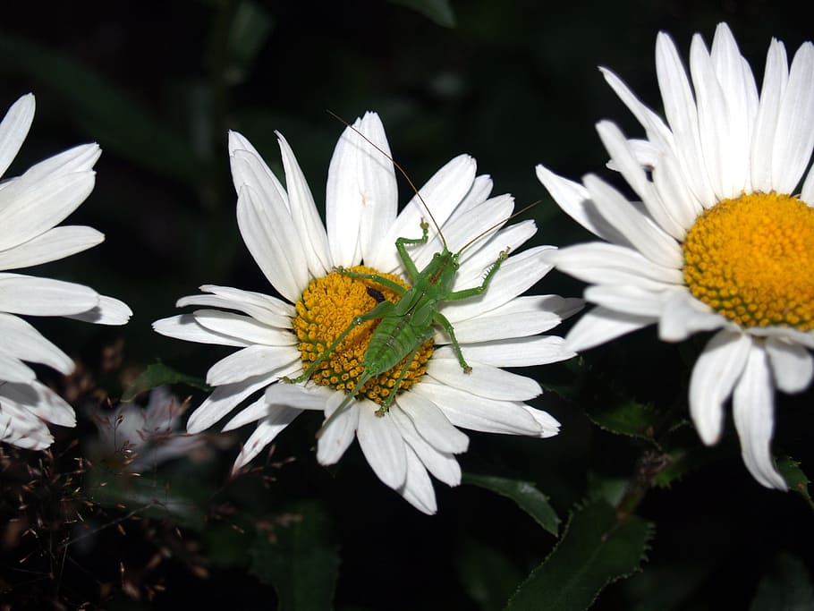 Grasshopper, Insect, Nature, Daisy, flower, plant, summer, outdoors HD wallpaper