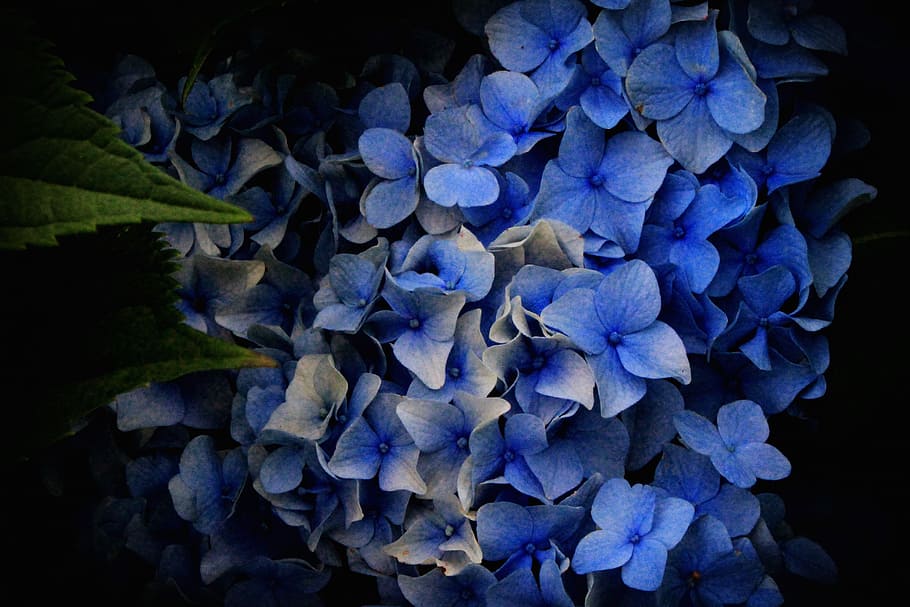 hydrangea, flowers, hydrangeas, blue flowers, plant, growth, HD wallpaper