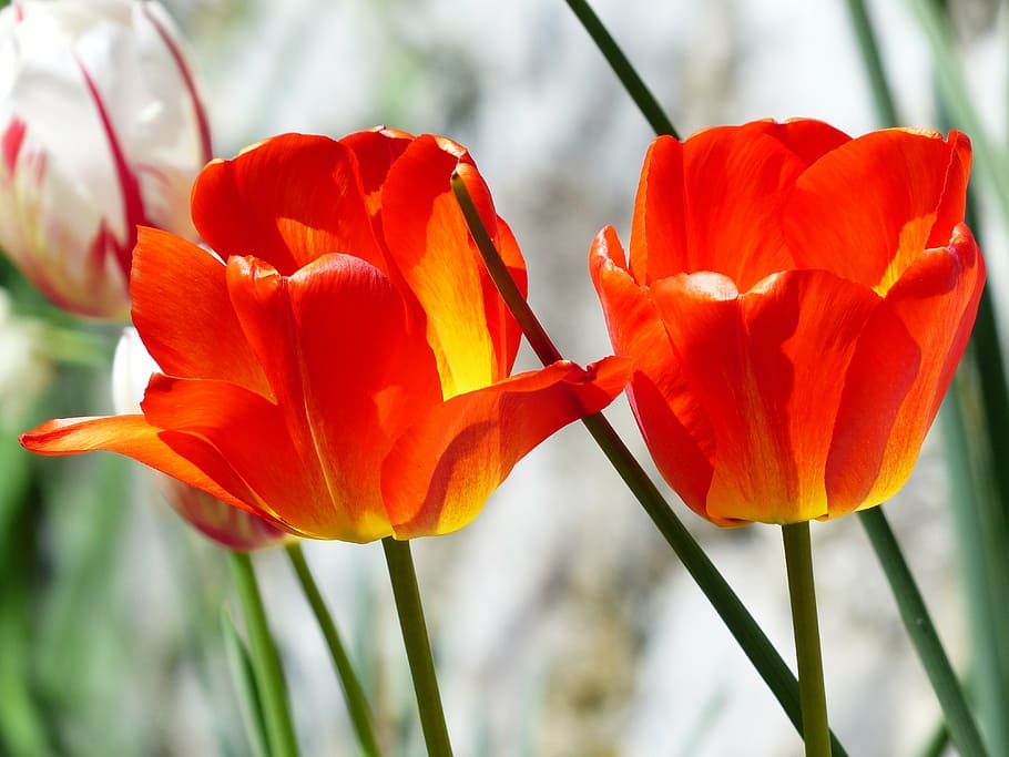 tulips, red, spring, flowers, colorful, flowering plant, fragility HD wallpaper